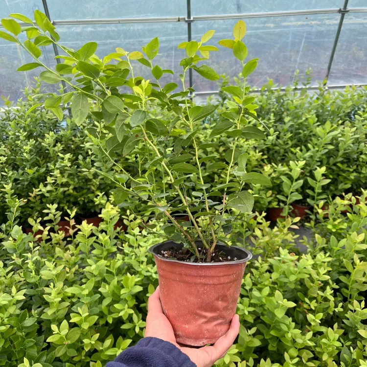 【蓝莓活动/处理苗专用】