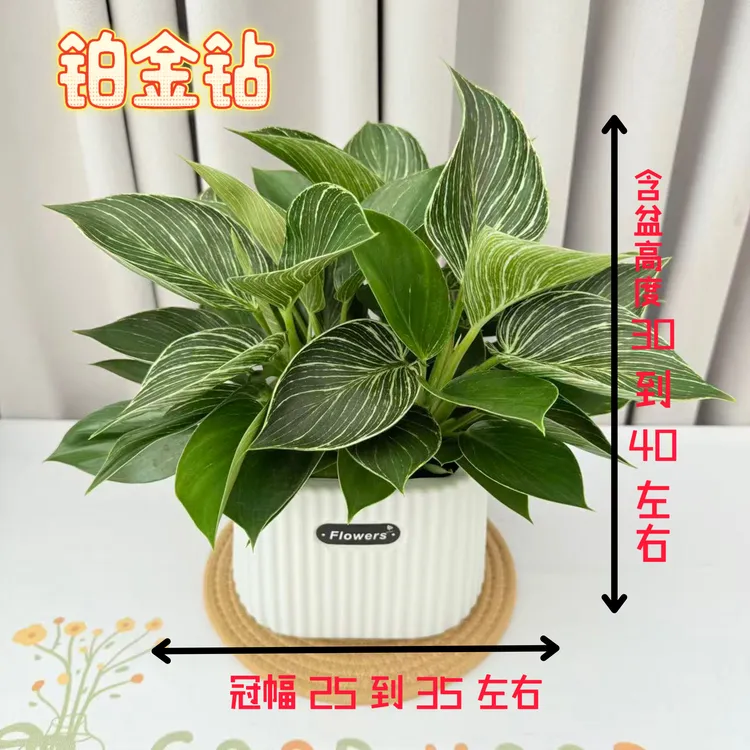 土培铂金钻蔓绿绒绿植四季常青金钻室内办公室客厅净化空气盆栽