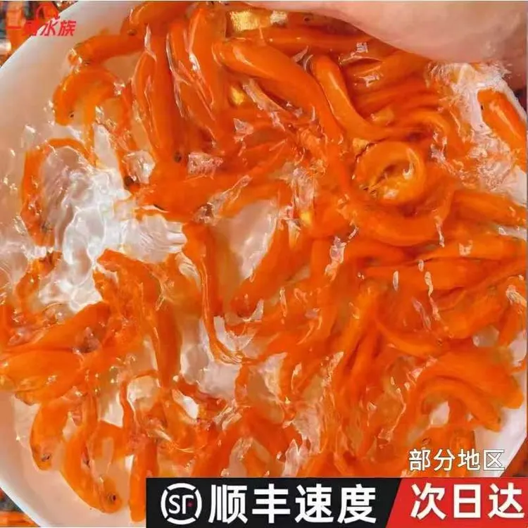 兴国红鲤鱼观赏食用小红鱼渔场直发鱼宠发色饲料鱼杂食好养殖