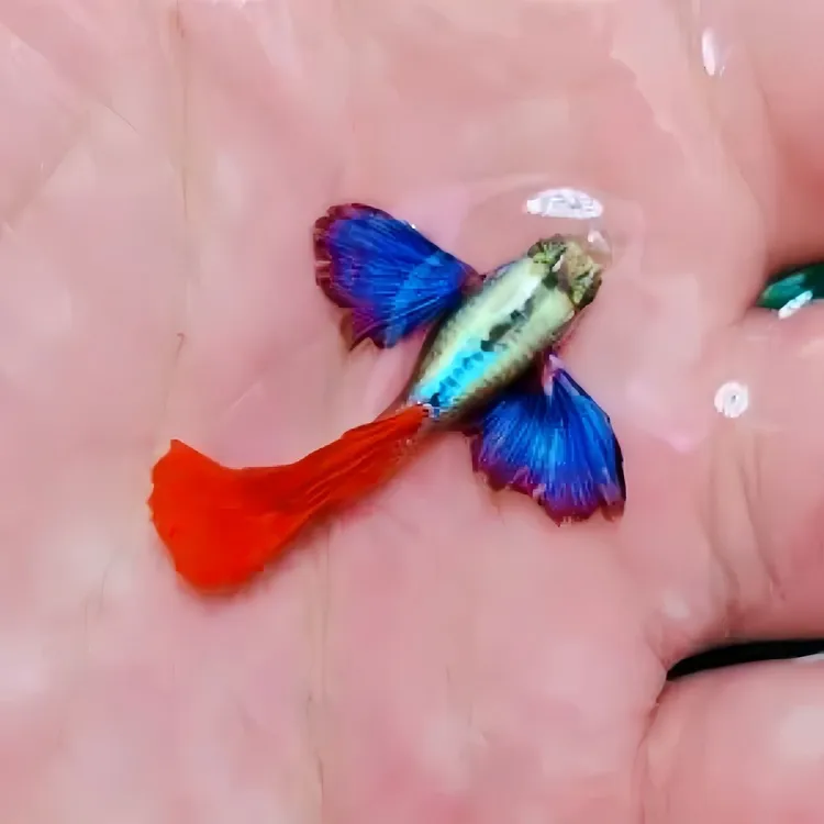小型热带白金象耳红尾孔雀鱼精品观赏鱼耐活好养