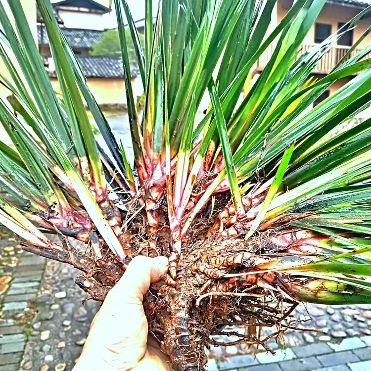 水培七彩铁绿植室内外微景观桌面盆景花卉好养植物
