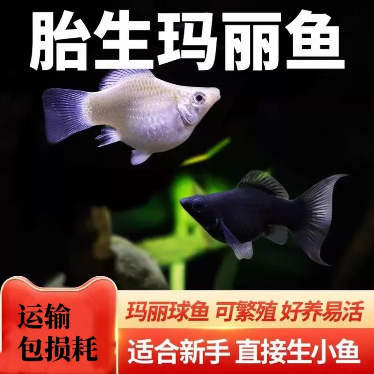 观赏鱼胎生金银黑玛丽皮球玛丽月光红箭米奇热带鱼淡水宠物鱼活体