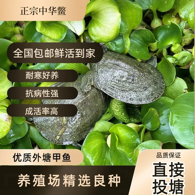 鲜活甲鱼苗1-5两外塘冷水养殖中华鳖鱼塘水库稻田套养混养首选