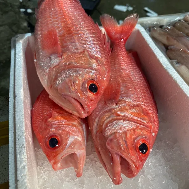 广东野生海捕将军甲