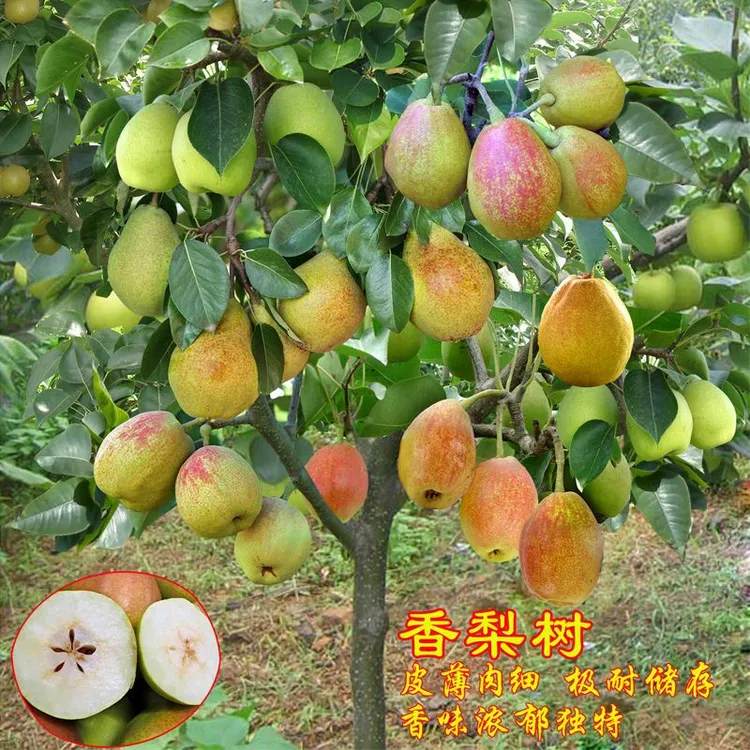 嫁接新疆库尔勒香梨树苗 梨树苗 香梨果树苗当年结果南方北方种植