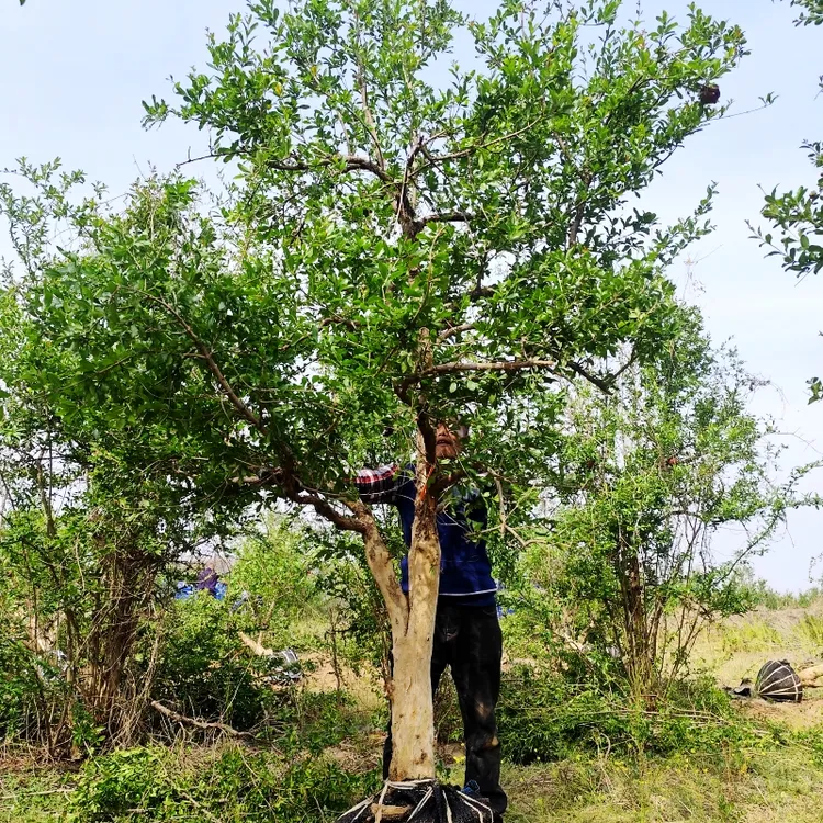 庭院别墅绿化景观大树 一树一拍