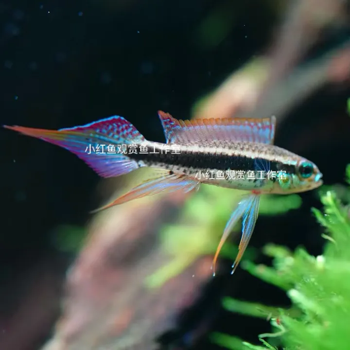 南美短鲷，马蒂拉蓝袖短鲷，热带活体观赏鱼。顺丰发货