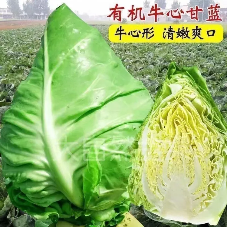 【新种上市】牛心甘蓝包菜卷心菜耐热耐寒春秋四季蔬菜包心菜