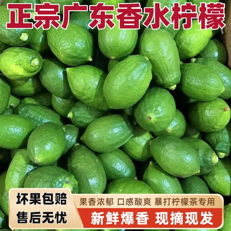 广东一级正宗香水柠檬无籽爆香果园新鲜现摘现发香水柠檬新鲜批发