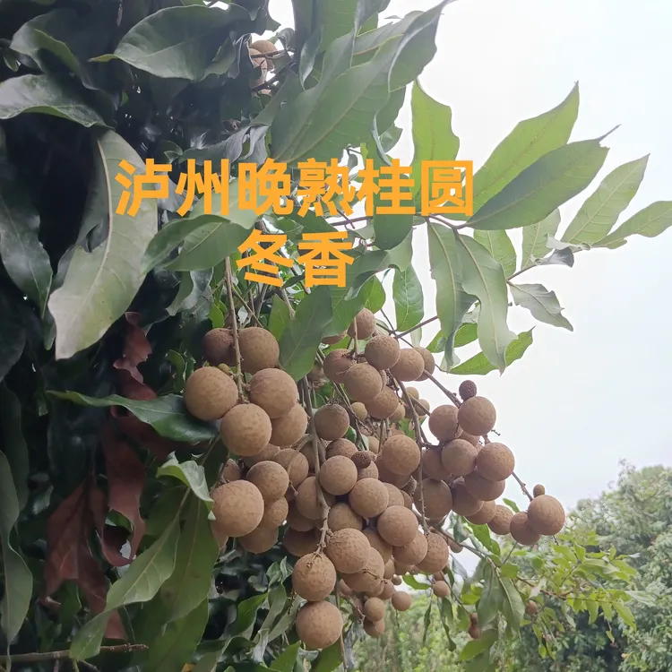 （川渝特惠5斤装）晚熟新品  《冬香》龙眼 口口爆汁