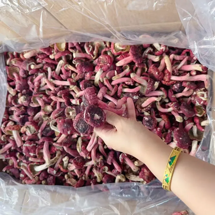 【双十2开抢 月子菇】广西浪水野生红菇高货