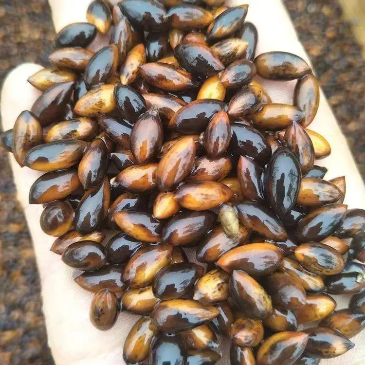 【优质金丝楠木种子】正宗金丝楠木小叶桢楠种子L商品图