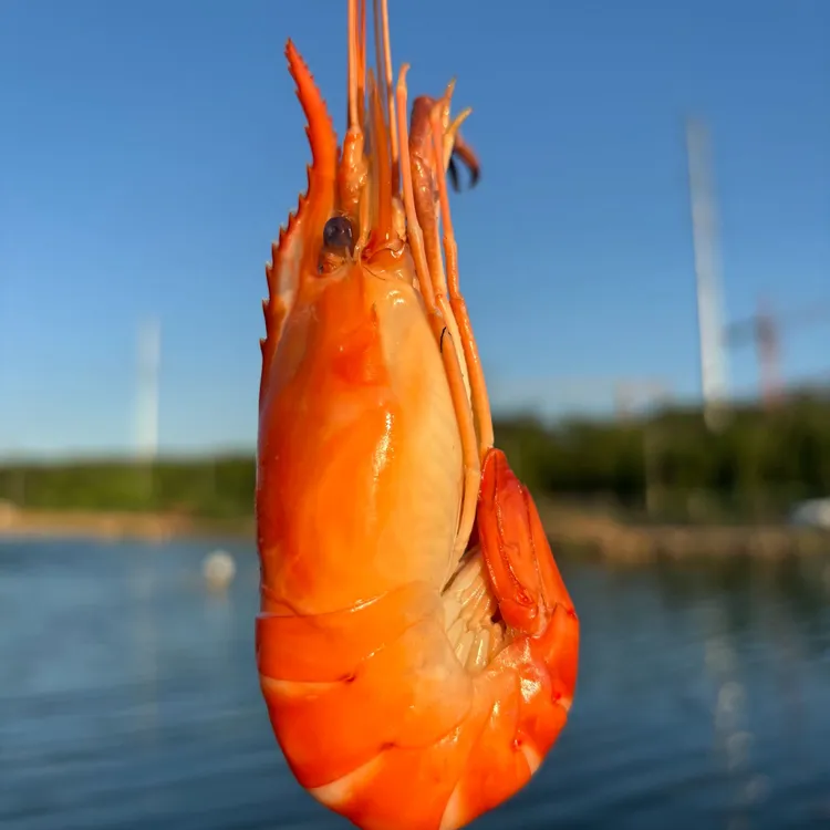 【顺丰包邮】熟冻罗氏虾净重7.5斤/箱  肉质饱满 大头虾 稻田虾