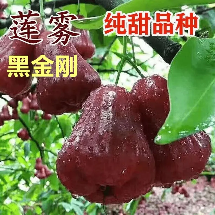 【今年新种】莲雾种子台湾黑金刚全国种植地栽盆栽庭院简单易种植D