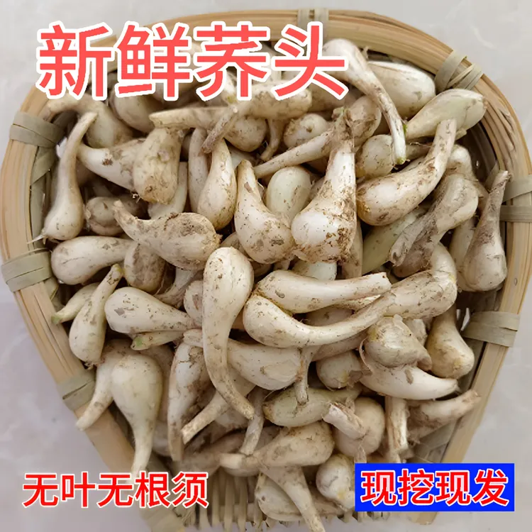 江西正宗农家自种新鲜现挖现发荞头茭头无叶藠头当季蔬菜腌制泡菜