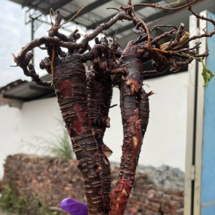 （直播现称生鲜农产品)新鲜小叶红皮千斤拔现称