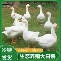 农家散养大鹅5斤现杀顺丰冷链滋补可炖汤带鹅心 鹅肝 鹅舌