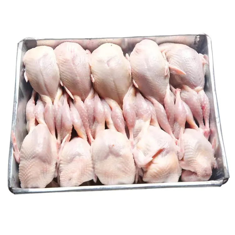 现杀特大母鹌鹑肉扒皮鹌鹑定制鹌鹑新鲜食材油炸烧烤炖汤批发零售