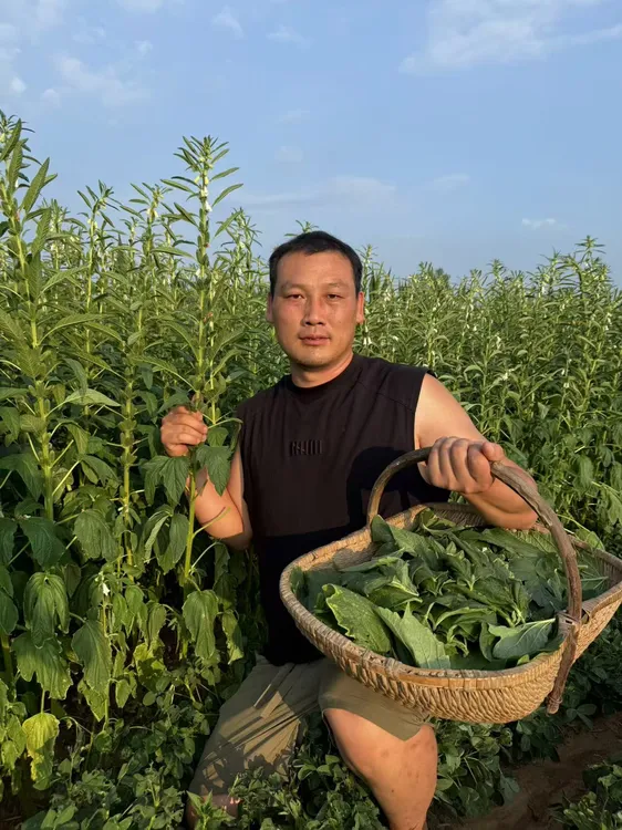 高锐家手工晾晒芝麻叶 装自产自销