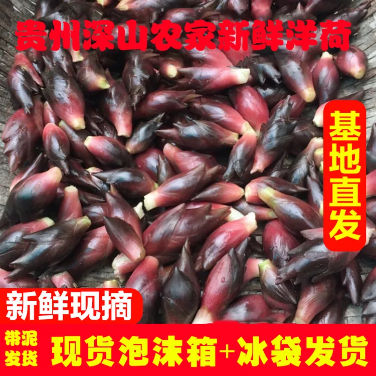 【顺丰包邮】不洗发货贵州高山阳荷阳豁现摘现发茗荷农家露天种植
