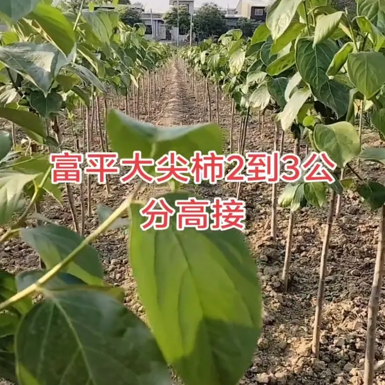 【富平发货】植物尖顶绿植高接成活率高抗病菌修剪枝条对版土球发货