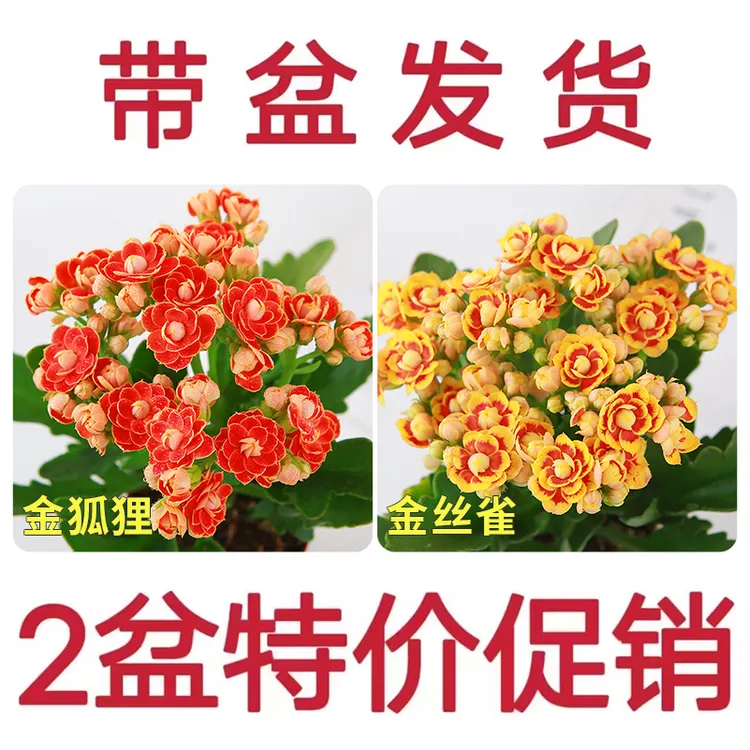 【带花苞发货】金狐狸长寿花盆栽大花重瓣四季开花室内外观赏植物