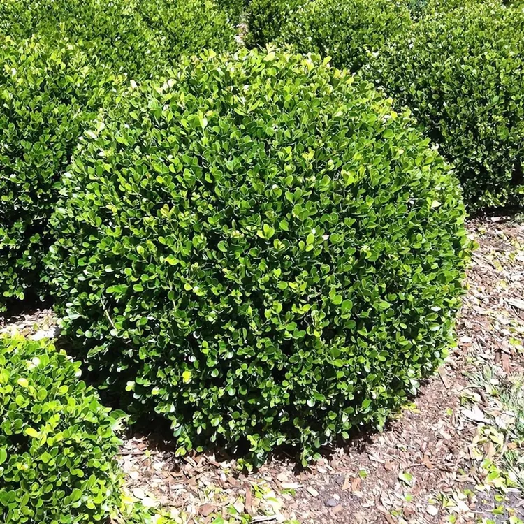 小叶冬青苗瓜子园林绿化树苗南方北方种植黄杨庭院地栽盆栽黄杨球