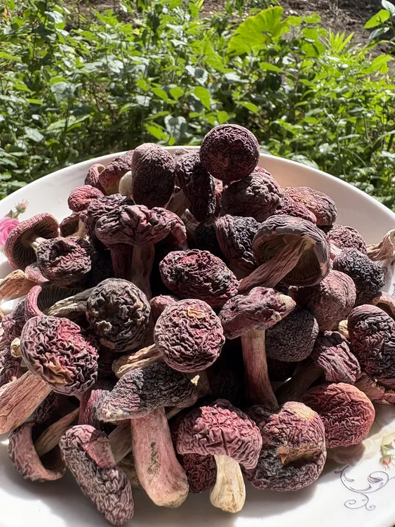 云南高原山货土特产—干货小红菇丁