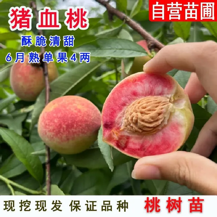 中华血桃苗猪血桃树苗南北方种植紫血桃苗红肉血桃果树苗嫁接桃苗