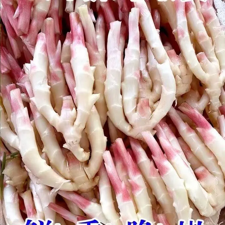 乐山嫩姜新鲜仔姜生姜现挖现发不洗发蔬菜醋泡酸姜