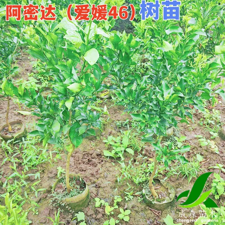 爱媛46号阿密达嫁接新品种柑橘果树苗盆栽地栽四川桔子树成森苗木