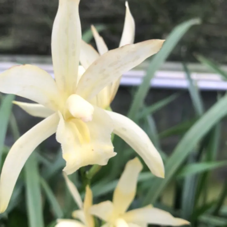 素美人素兰香浓香型建兰兰花苗室内绿植盆栽庭院花卉易养护