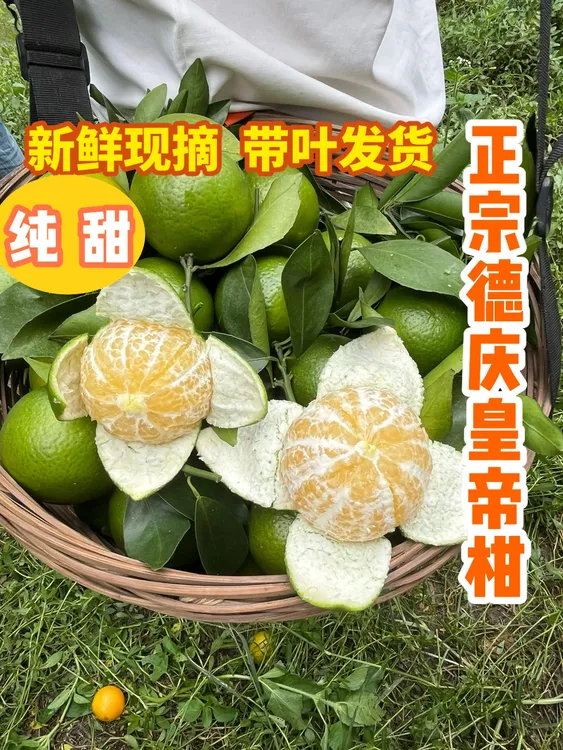 【正宗·德庆·贡柑】皇帝柑清甜多汁·新鲜现摘精品果应季水果