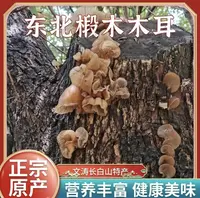 长白山啄木椴深山里野木耳