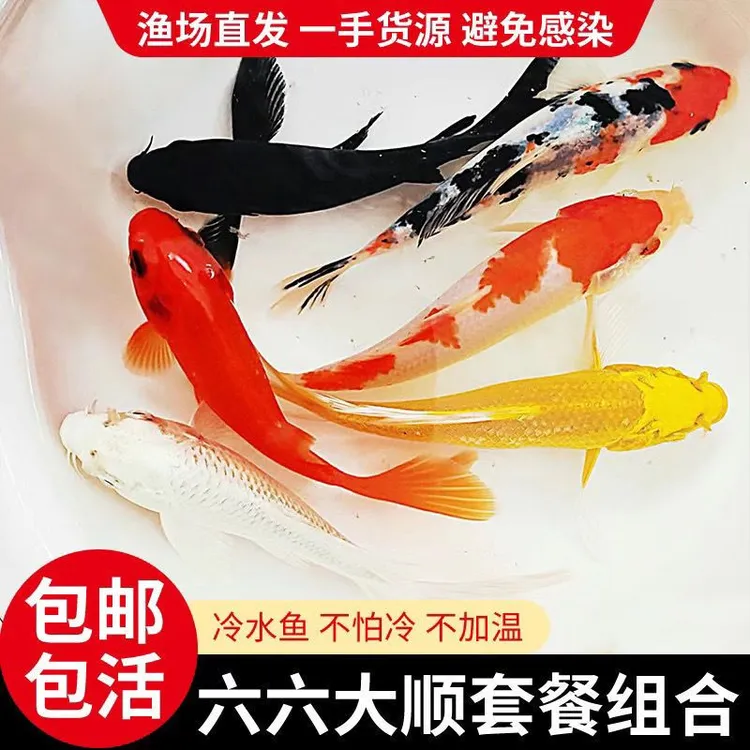锦鲤鱼活鱼冷水观赏鱼金鱼招财鱼大小型批发耐活锦鲤混搭套餐组合