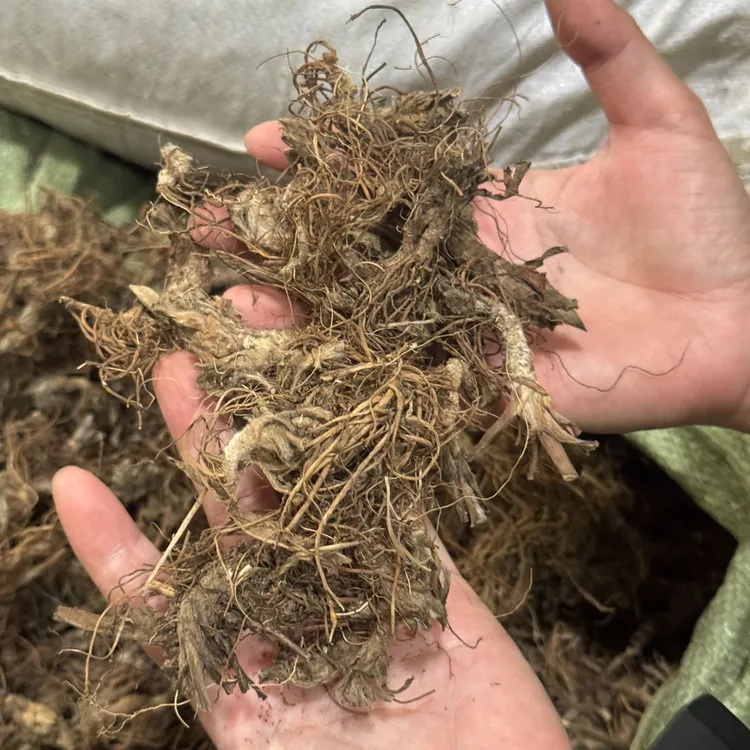 广东大山 地胆头 精选干货