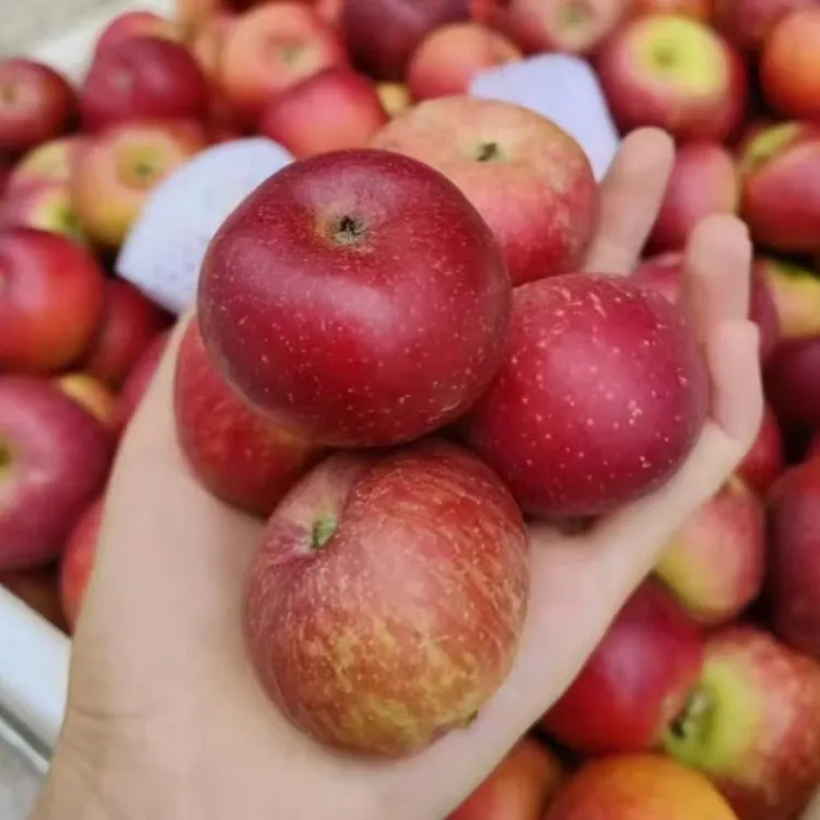 2025新鲜采摘云南高原种植半野生山苹果小个头脆甜多汁