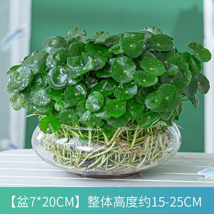 铜钱草水培植物办公室内外盆栽庭院绿植花卉四季常青水养金钱草