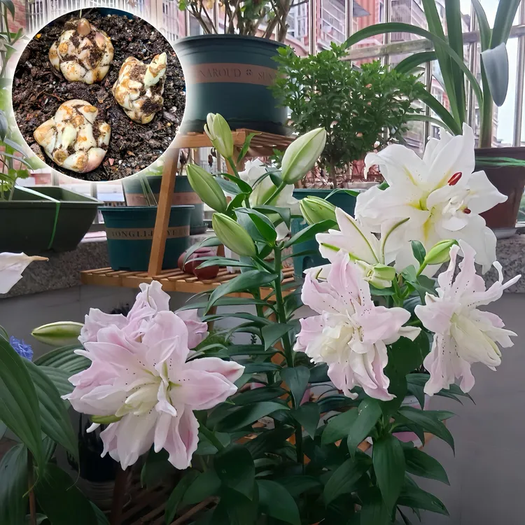 【莲花皇后】进口百合花种球植物花浓香型大种球四季开花香水百合