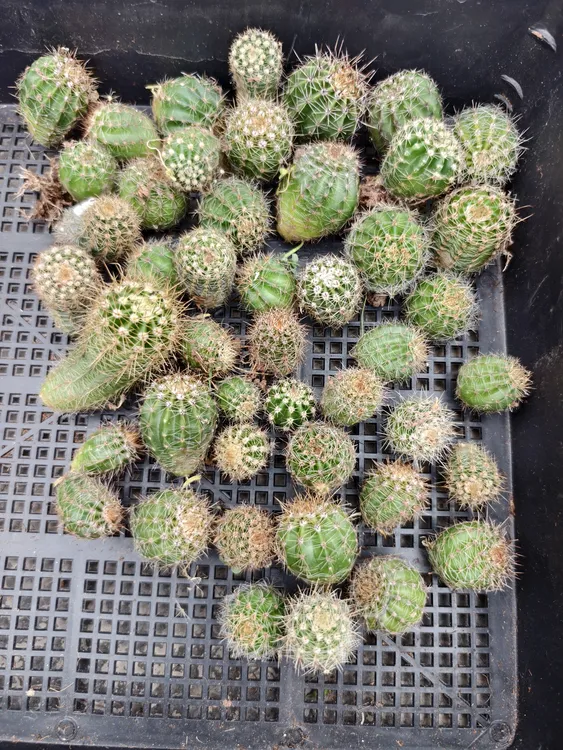 开大花彩草仙人球侧芽，易养活，除偏远地区包邮