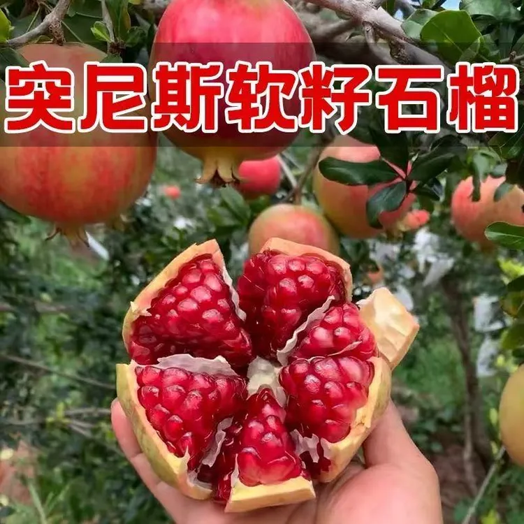 石榴树树苗庭院果树突尼斯软籽盆栽大树果苗种植特大树石榴果树苗