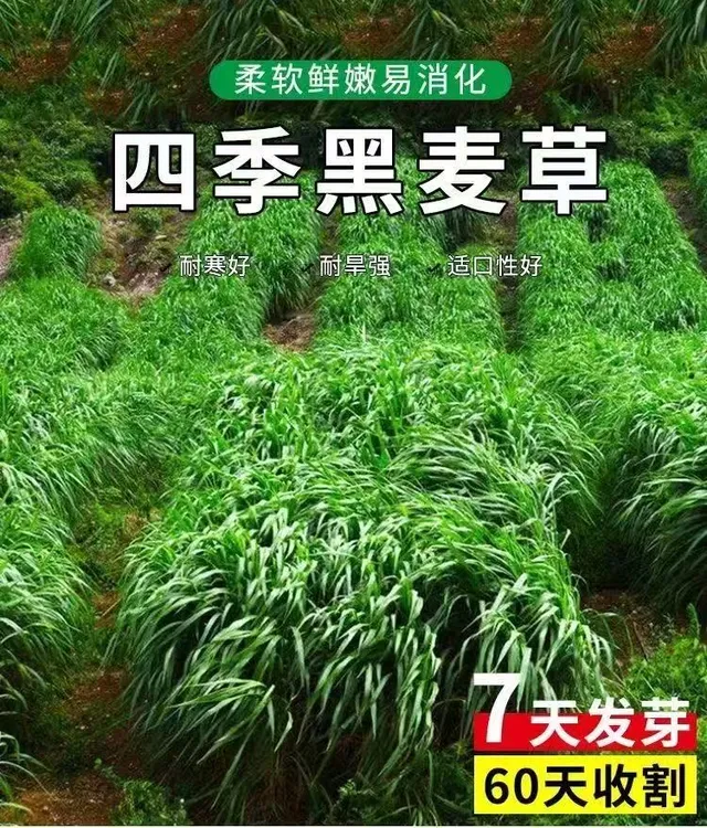 【黑麦草种子】黑麦草种籽子种牧草种子畜牧养殖草种鸡鸭牛羊鱼草
