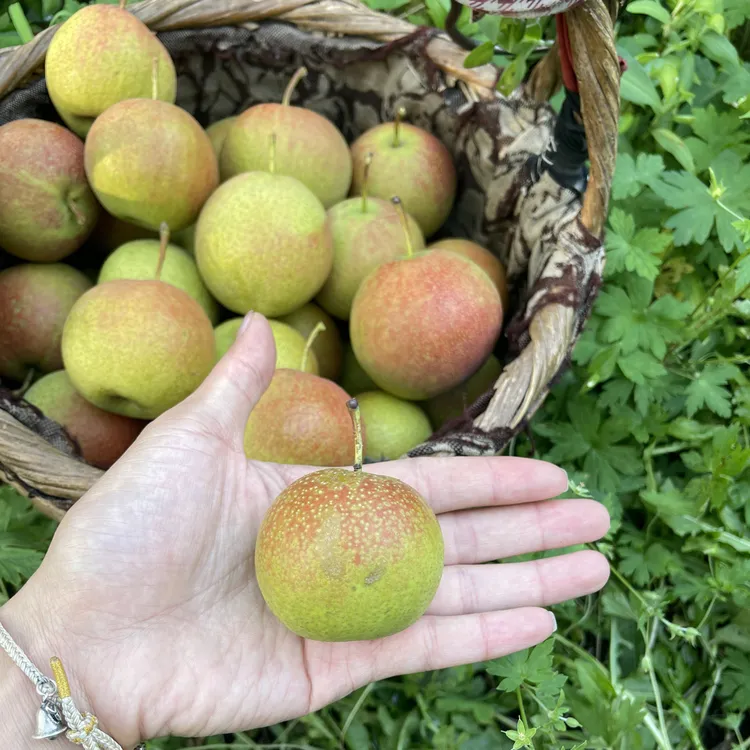 （家庭装）鞍山南果梨放软吃皮薄细腻