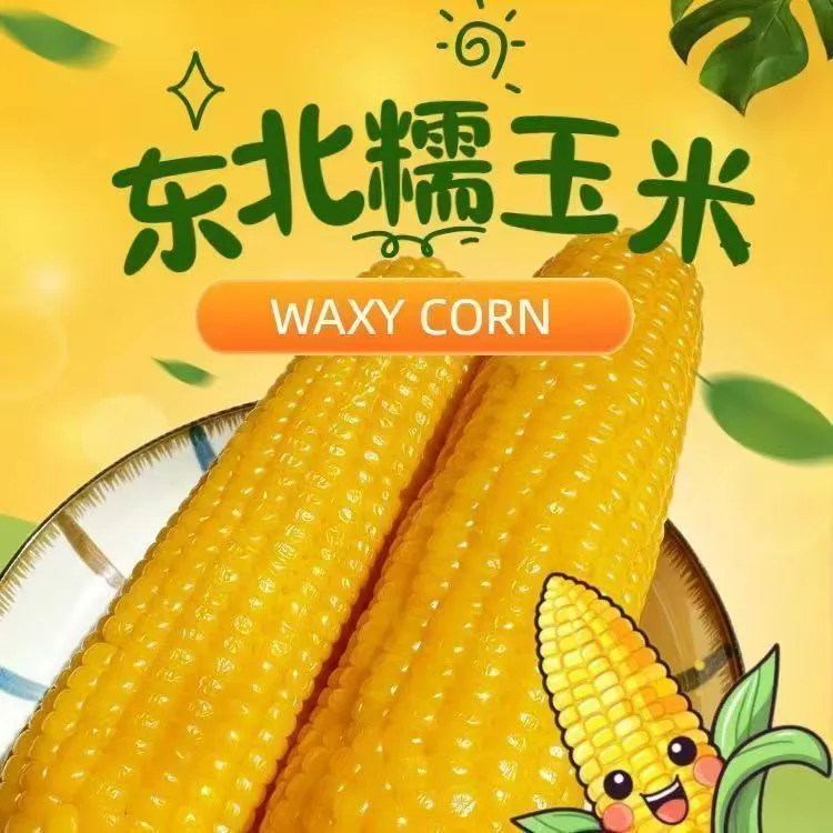 【试吃2根】2025年头茬黄糯玉米独立真空包装带箱5.5-6斤左右