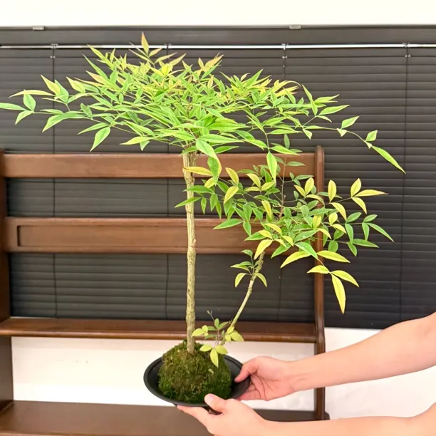 禅意丛林老桩南天竹苔藓球盆栽室内桌面水培净化空气观叶绿植花卉