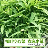 柳叶空心菜种子阳台盆栽蔬菜种籽农家四季播水培