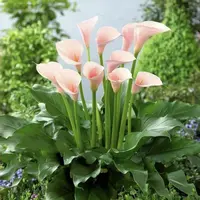 火烈鸟马蹄莲盆栽水生马蹄莲花卉多年生室内散光易养护带花苞发货