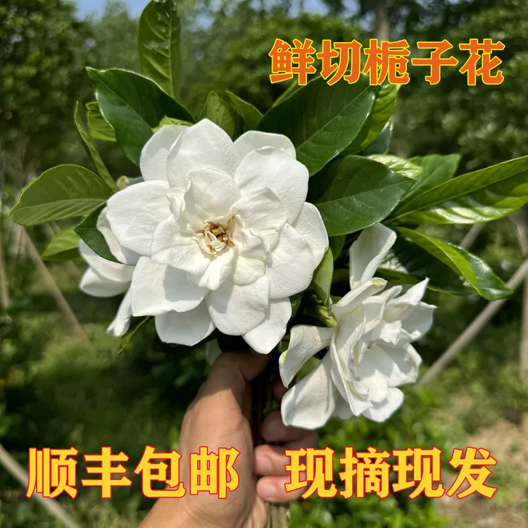 （顺丰包邮）湖北特产现摘大叶栀子花切10只20只30只