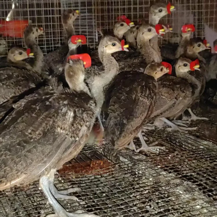 脱温蓝孔雀苗（顺丰包邮）