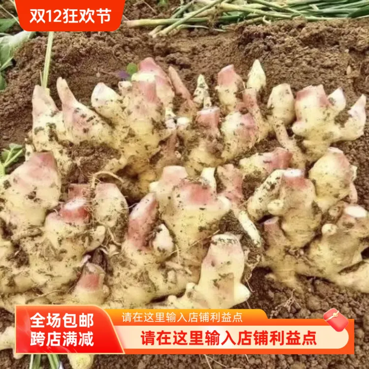 贵州大山新鲜小黄姜辛辣仔姜带泥发货生姜黄姜鲜嫩新鲜正宗小黄姜
